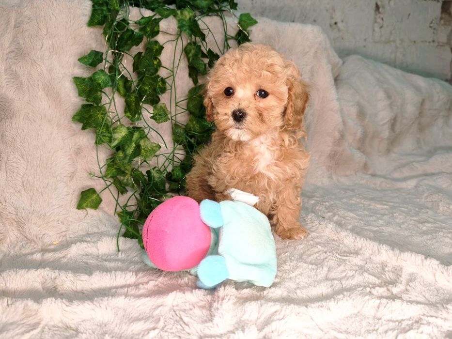 Vand fetita Maltipoo f1b mini toy - teacup