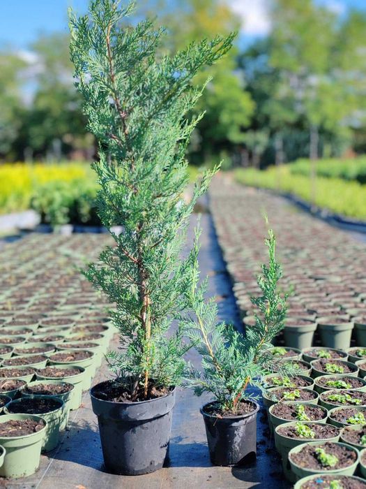 Кипарис Лейланди, (Cupressus leylandii)