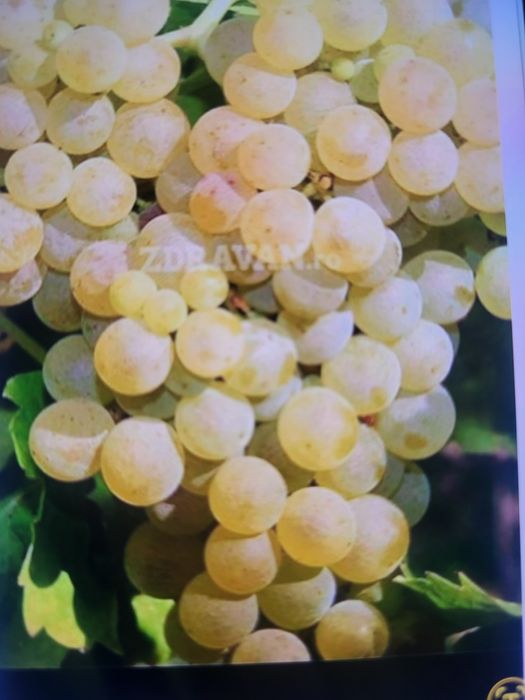 Vând struguri de vin productie 2025