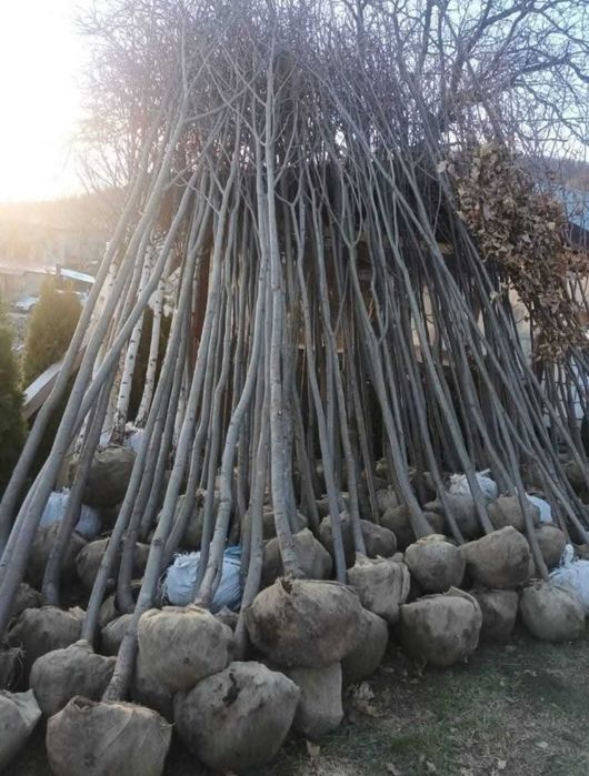 Carpen, Tei, Mesteacăn | Rezistenți la Orice Climă