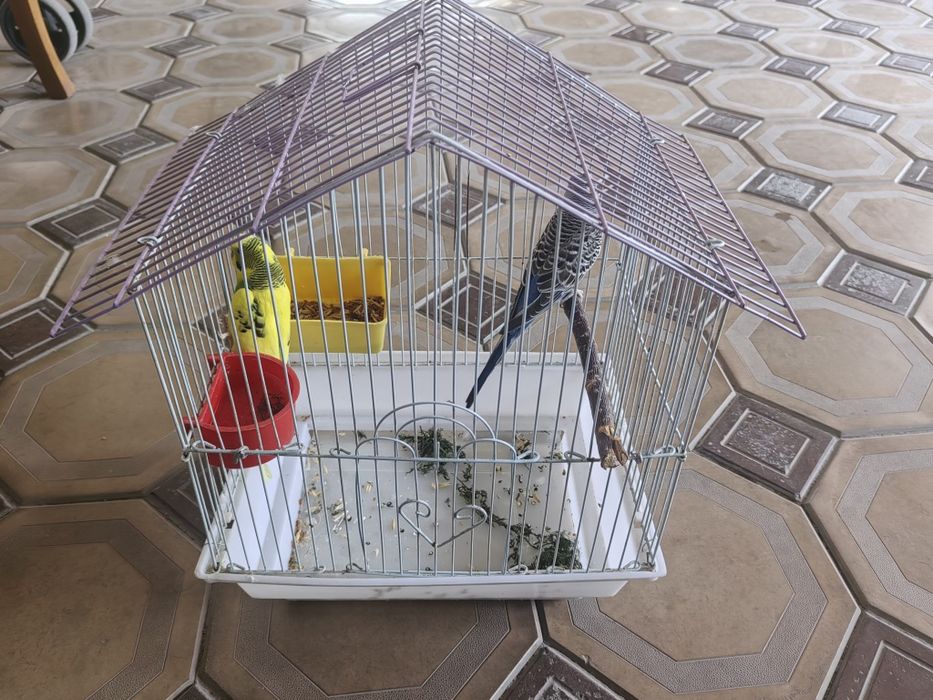 Папугай пар 2та.Клеткаси билан сотилади.