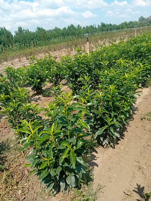 Laur englezesc novita plantă cu frunza veșnic verde