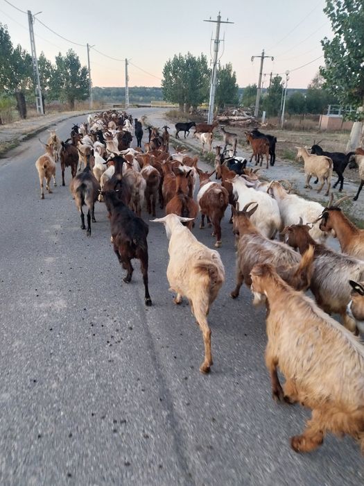 Oi și capre de vanzare