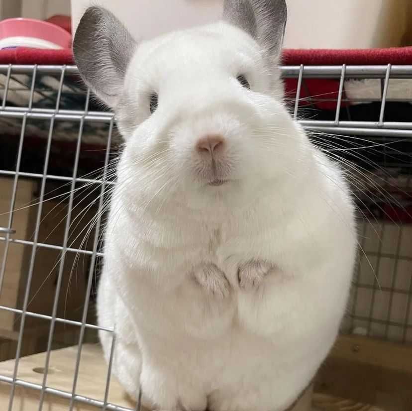 Pui chinchilla chinchila sinsila cincila