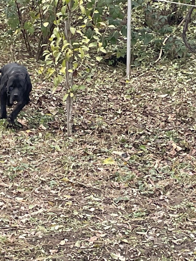 Presa canario, femela