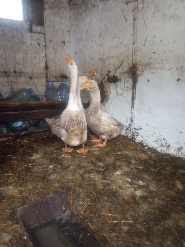 Продам гусаков (белых)