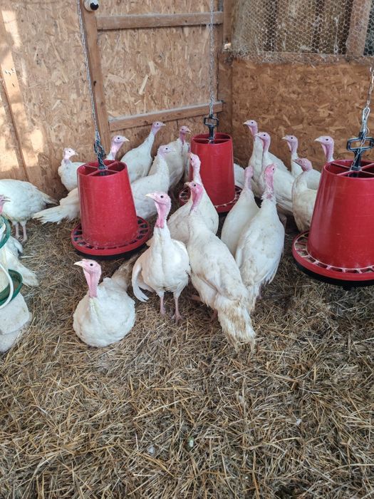 Vand curcani 5-8 kg - livrare gratuita in Bucuresti si Ilfov