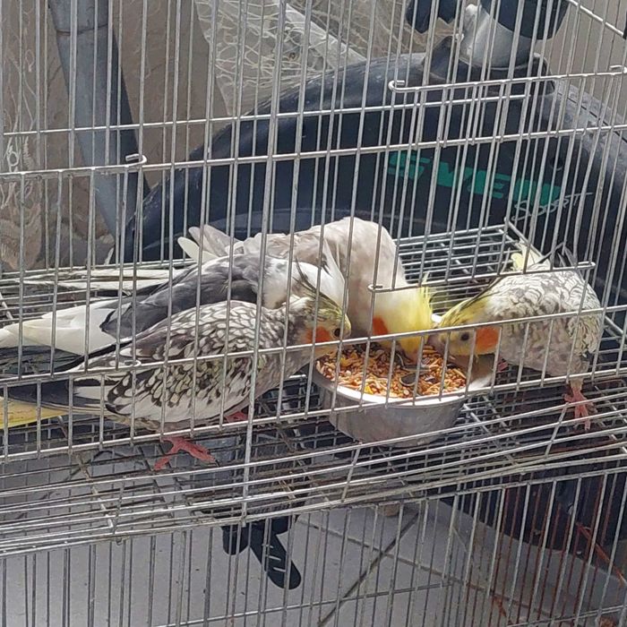 Корели и Какарики