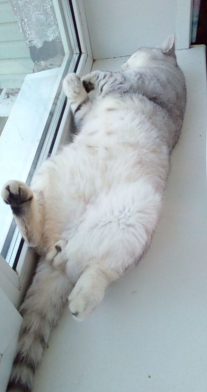 Вязка шикарный опытный кот, догоценый окрас серебристая шиншила!
