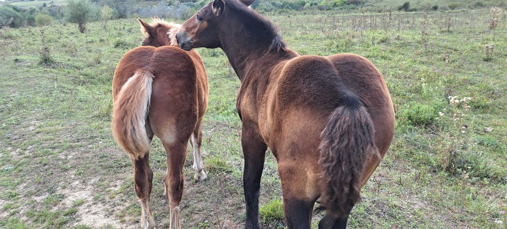 Manji armasari fratii !!