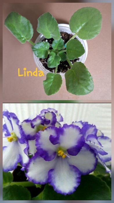 Детки от сортовых сенполий