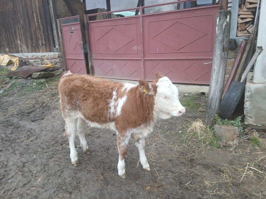 Vițea bălțată lapte