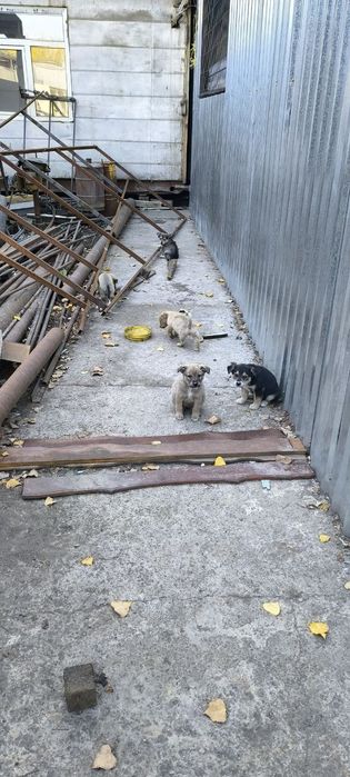 Щенки в хорошие руки