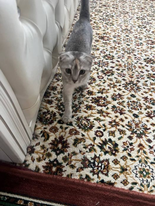 Котёнок веслоухий