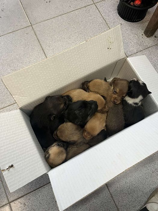 Малки сладки кученца