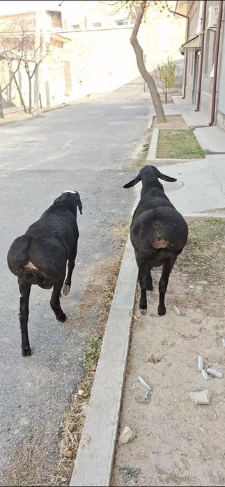 Qo‘zi qo‘chqorlar sotiladi.