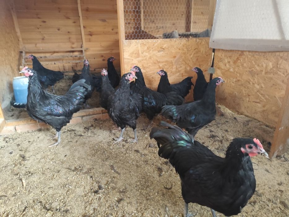 Cocosi australorp, new hampshire. Gaini oua batrane