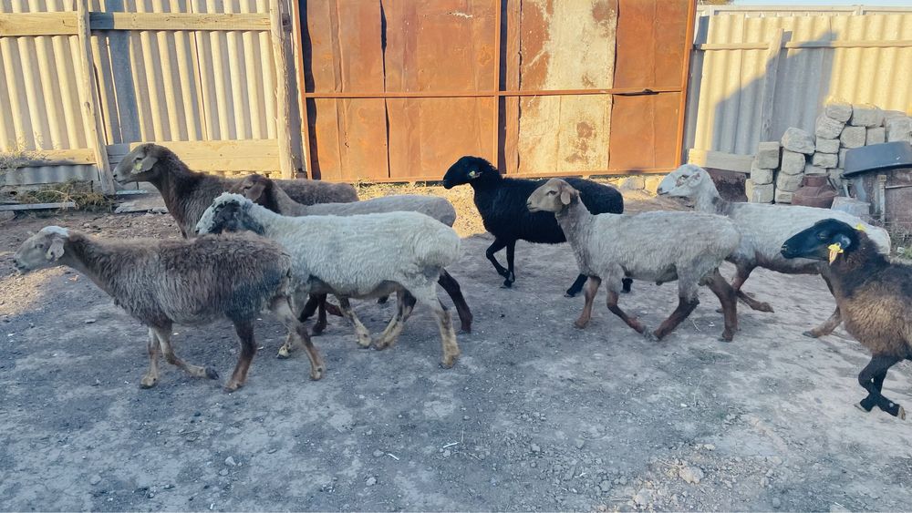 Қой сатылады бараны