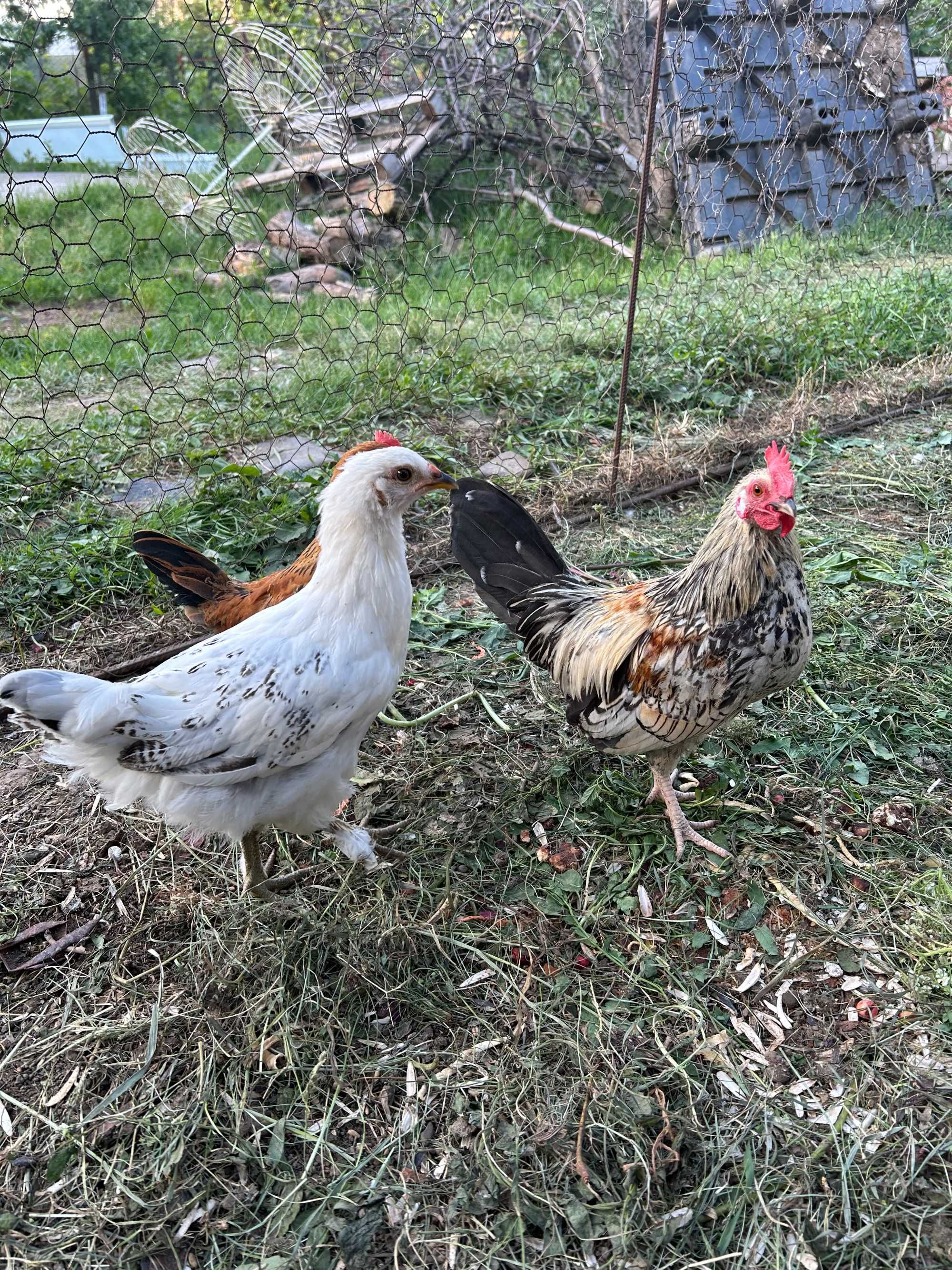 Gaini pitice, cocosi americani, araucana, chabo, gat golas