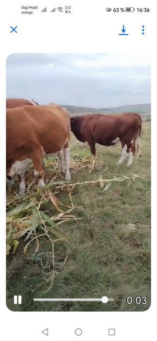 5 juninci gestante de vânzare com Borșa jud Cluj