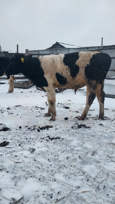 Продам телят на доращивание