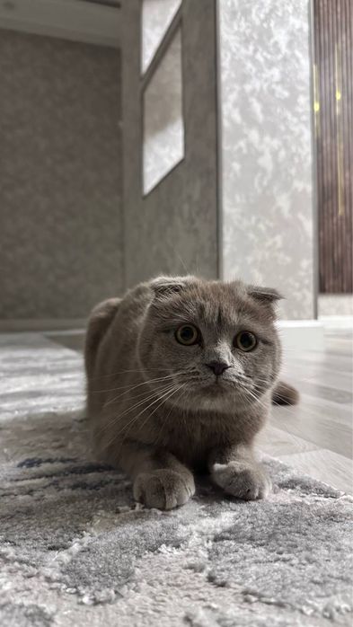 Отдам в очень очень хоршие руки свою кошочку