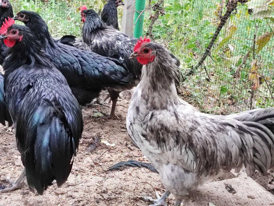 Cocoși Australorp de vânzare – 6 luni