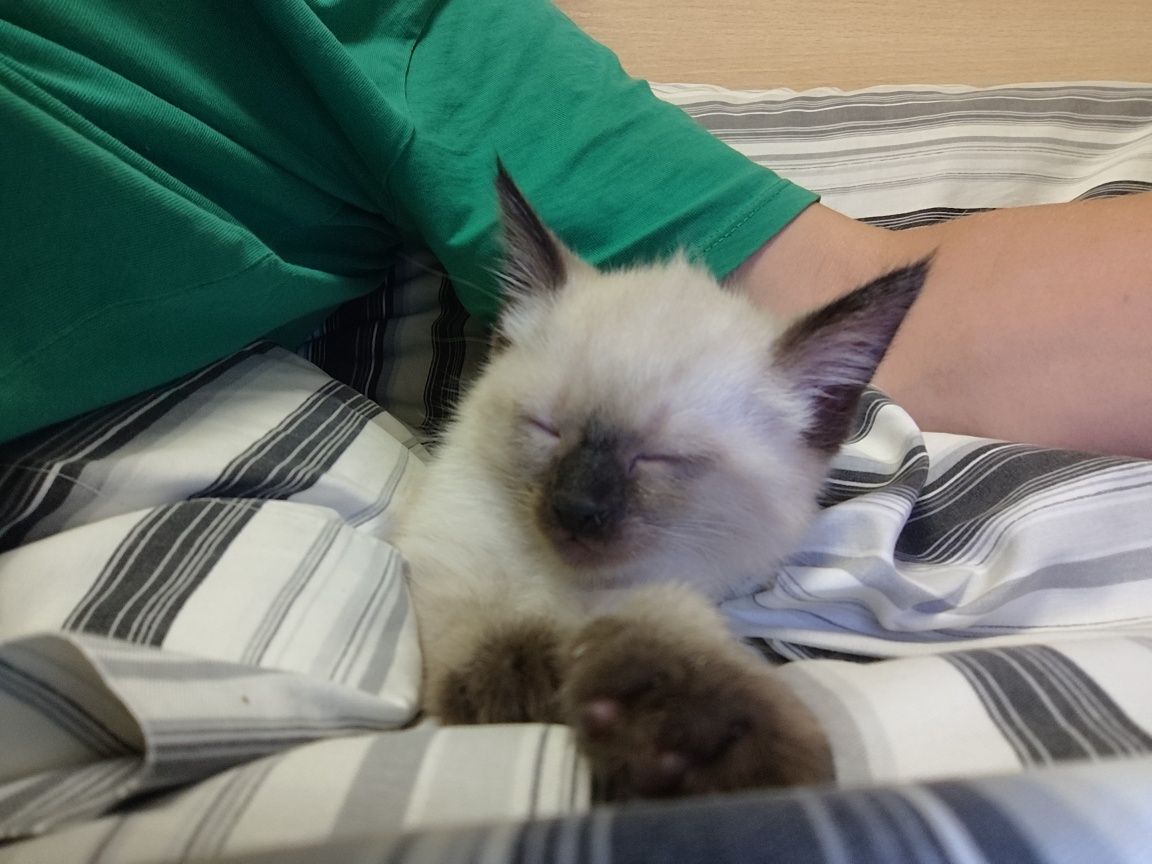 Котенок в добрые руки