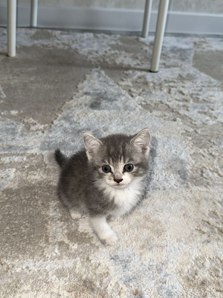 Кошка британский