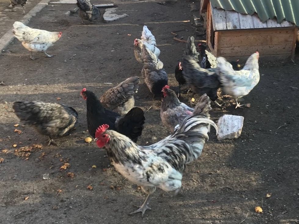 Oua gaini Australorp