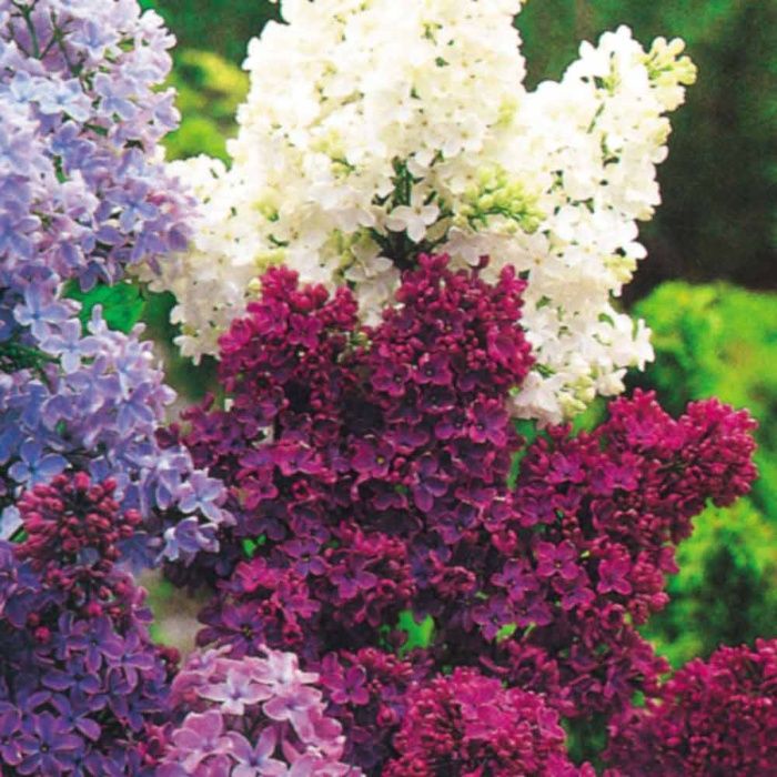 Liliac Syringa cu floare purpurie, roz si galben