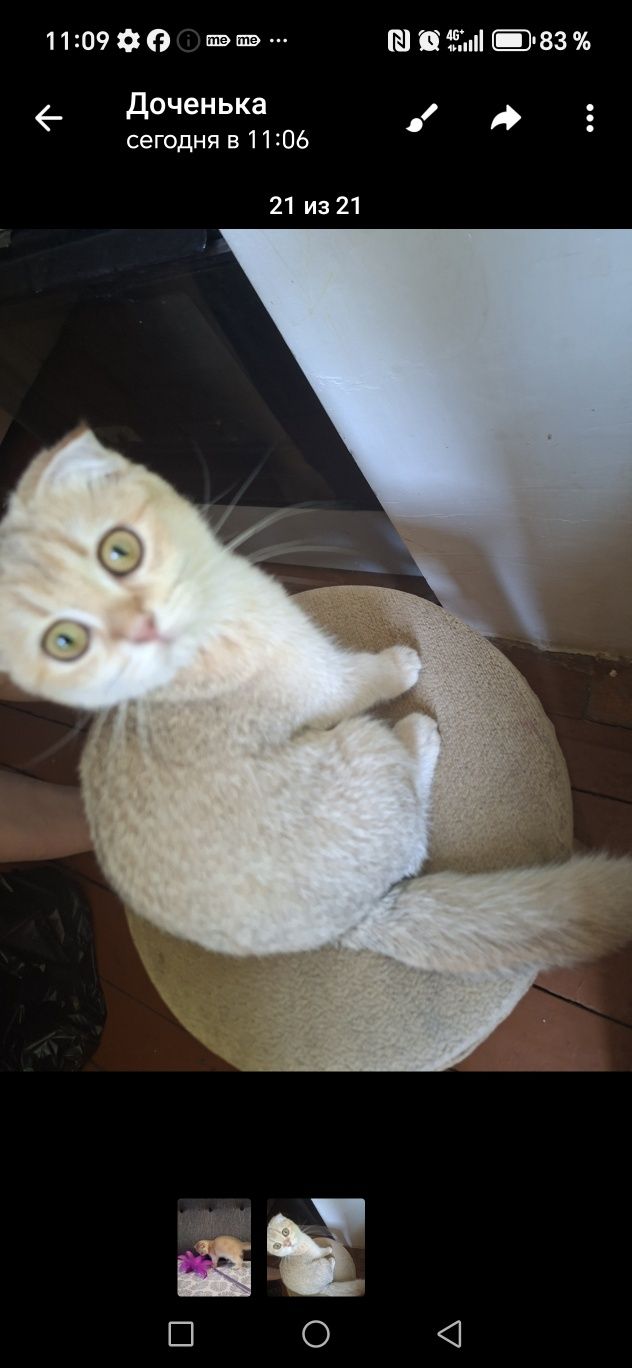 Котенок шиншилла британская, 4 месяца