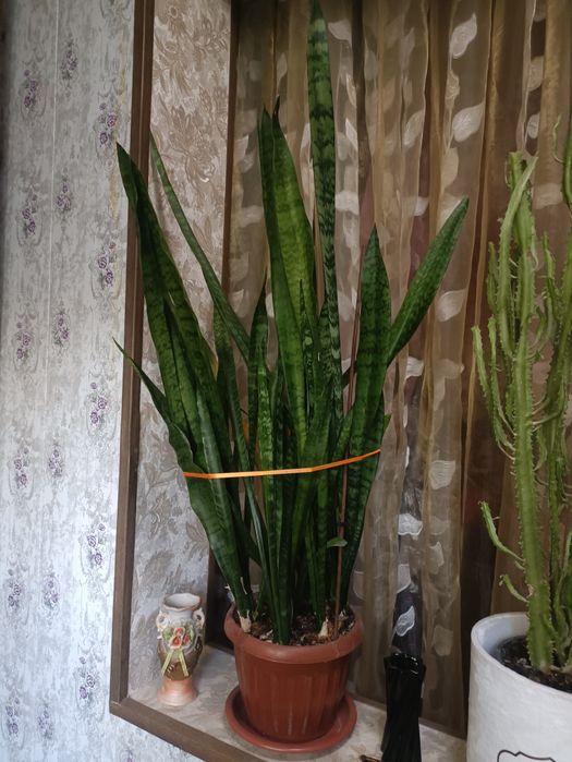 Продам цветы большие,один цветок 120000 сум