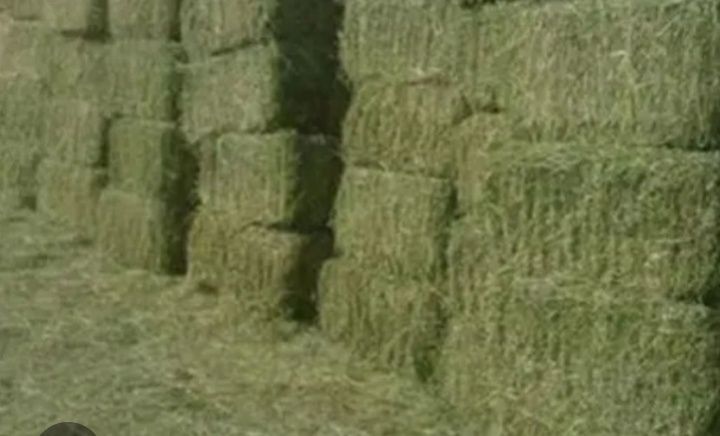 Жоңышқа және шөп сатамын