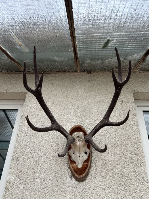 Coarne ,diferite animale si marimi !