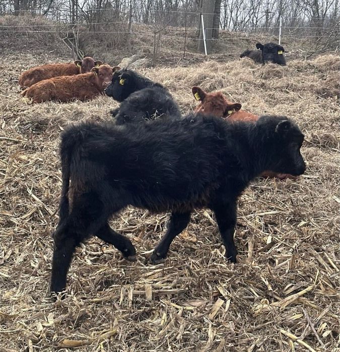 Vand vitei rasa de carne