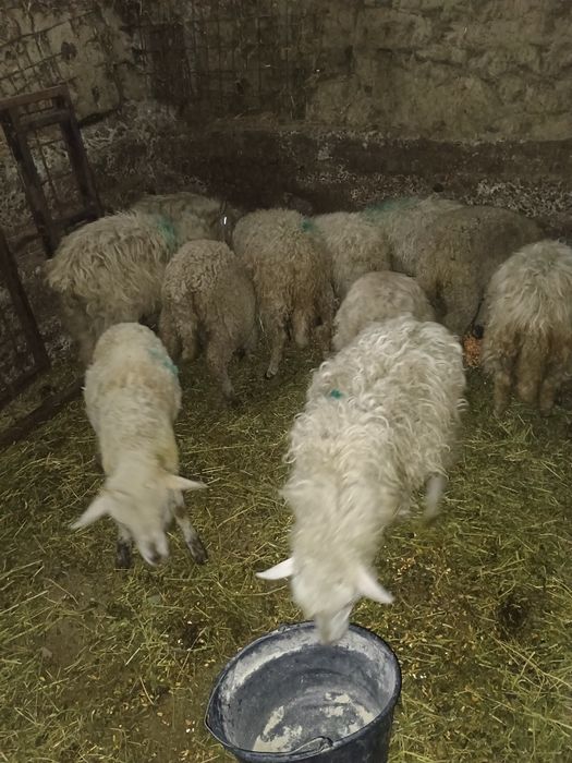Mieluți de vânzare