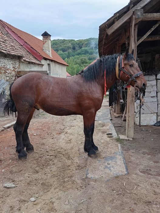 Vând mânz de 2ani