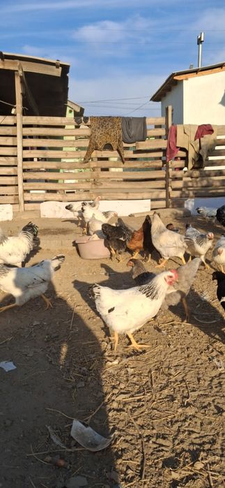 Адлер, джерсиский гигант,