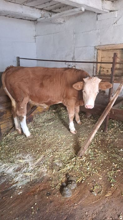 Junca baltata romaneasca