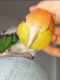 Papagal caique cu cap portocaliu