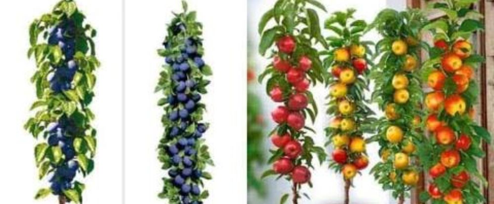 Butasi vita de vie și pomi fructiferi direct la producător