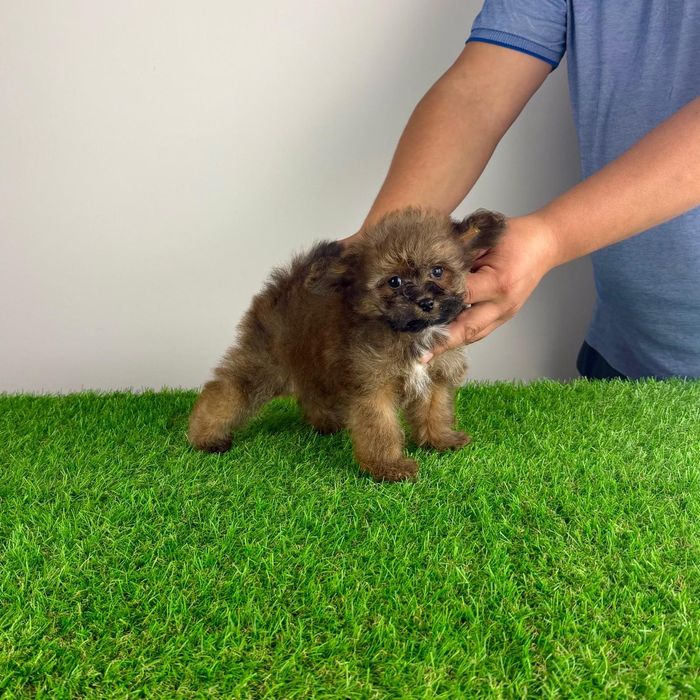 Pui Pomapoo de la părinții cu pedigree