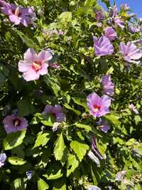 Hibiscus Syriacus - Gard Viu - Trandafir de gradina