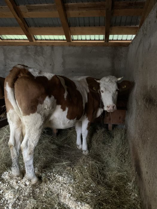 Vand vacă bălțată româneasvă