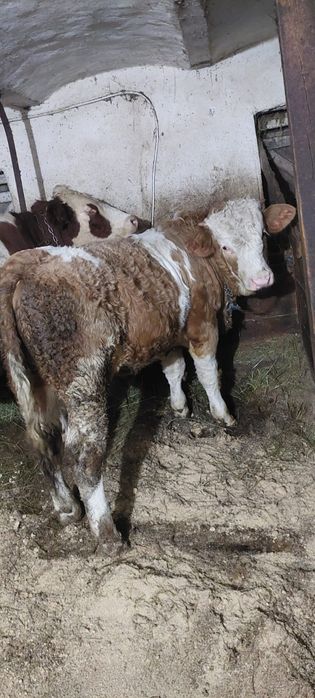 Tăuraș de vânzare