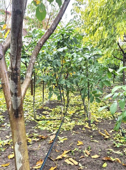 Vând puieti de nuc soiuri superioare. Pret avantajos