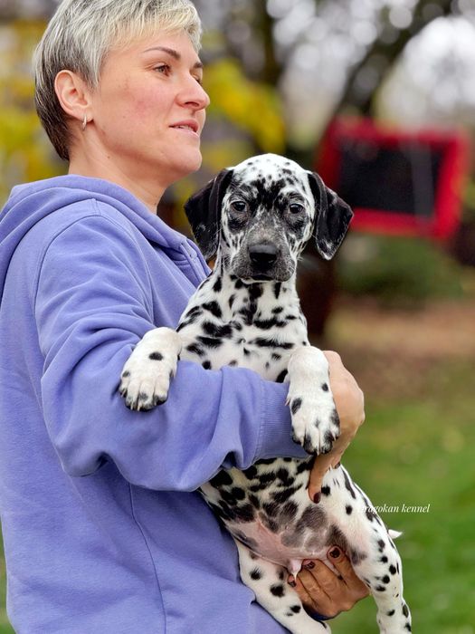 Dalmatian rasă pură cu pedigree