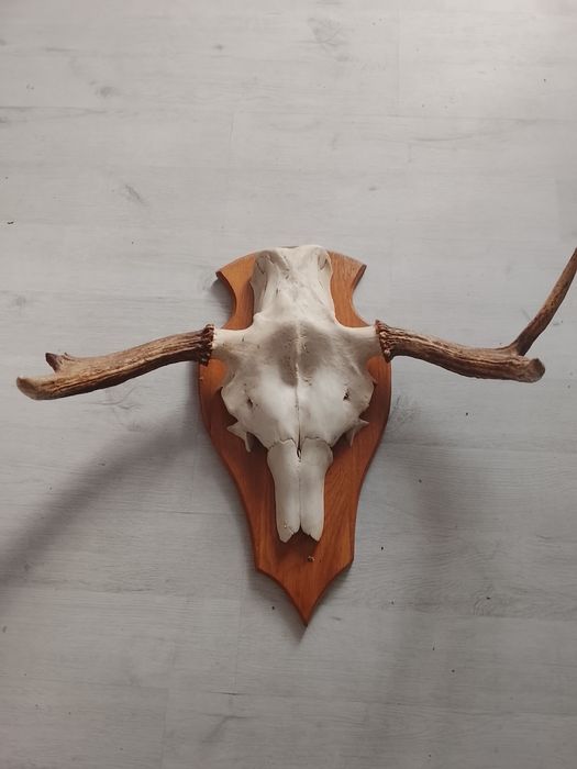Vând trofeu cu coarne originale