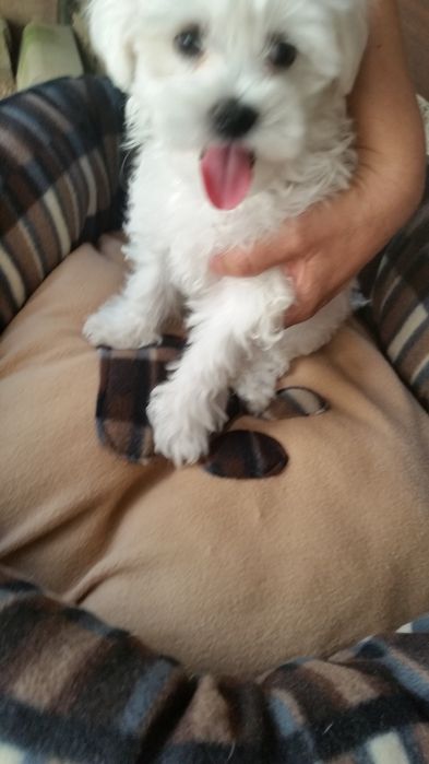 Bichon Maltez/Bison Talie Mica